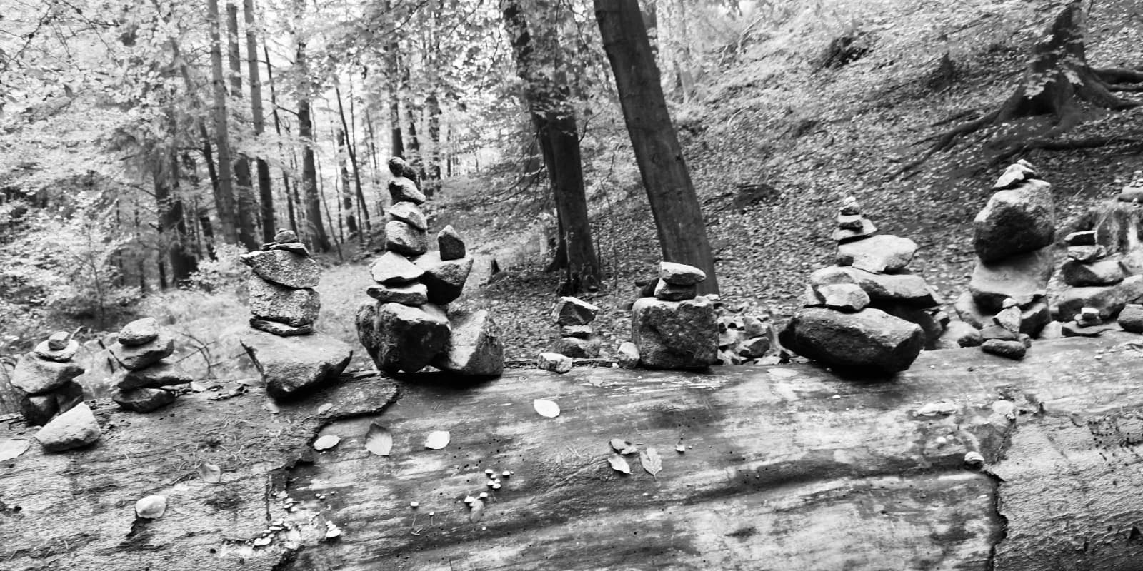 Schwarz-Weiß-Foto: aufgeschichtete Steintürmchen auf einem Baumstamm im Wald